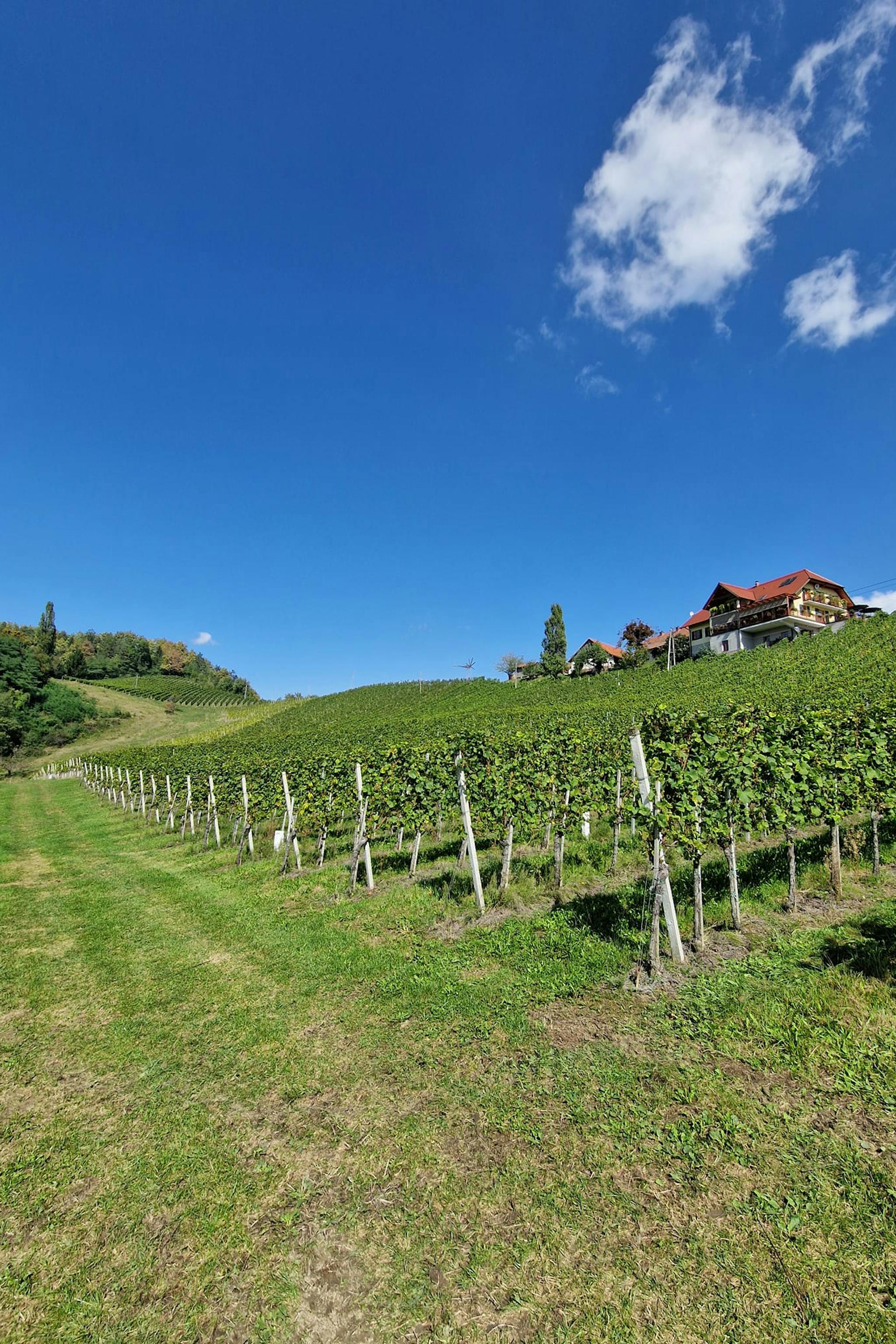 Jarc Wines